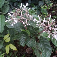 Chassalia curviflora (Wall.) Thwaites